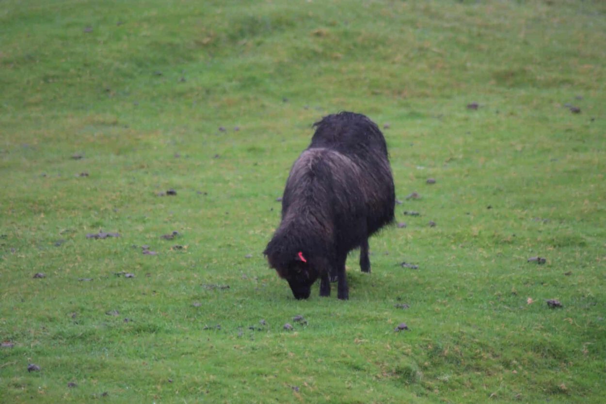 Ein schwarzes Schaf, das auf einer grünen Wiese weidet.