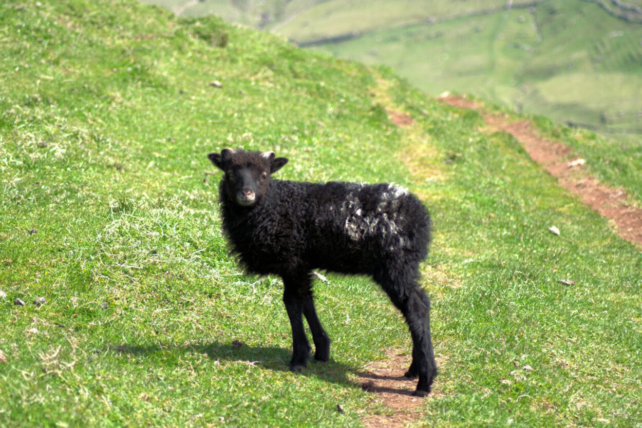 Ein schwarzes Schaf steht auf einem grasbewachsenen Weg.