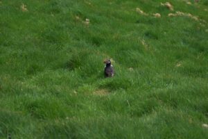 Ein Papageientaucher auf einer Wiese.