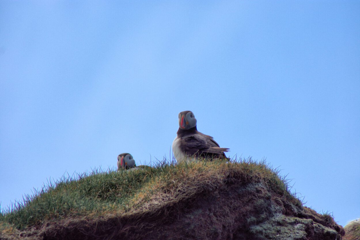 Zwei Vögel stehen auf einem grasbewachsenen Hügel.