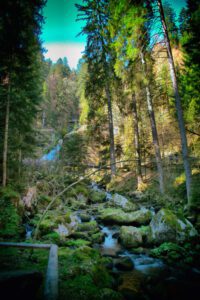 Ein Bach in einem Waldgebiet.