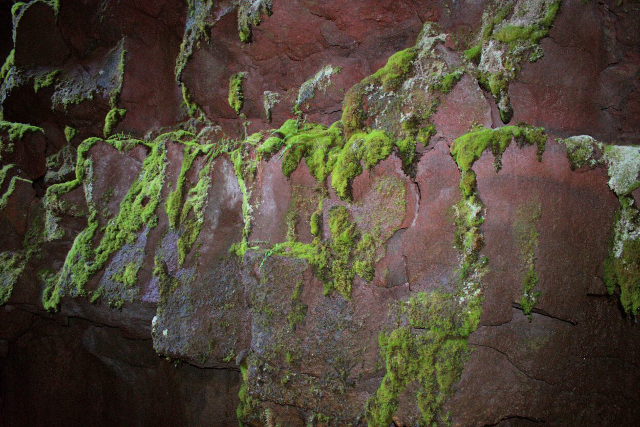 Moos wächst auf einer Felswand.