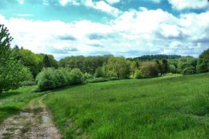 Eine unbefestigte Straße inmitten einer üppigen grünen Wiese.