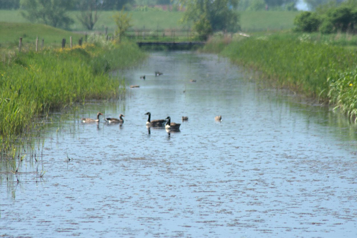 Eine Gruppe Enten schwimmt in einem Fluss.