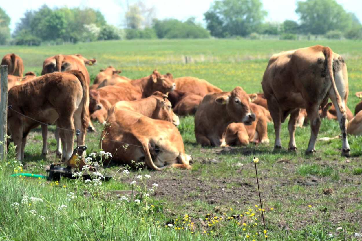 Eine Herde Kühe grast auf einem Feld.