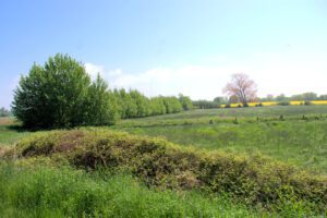 Eine Wiese mit Bäumen im Hintergrund.