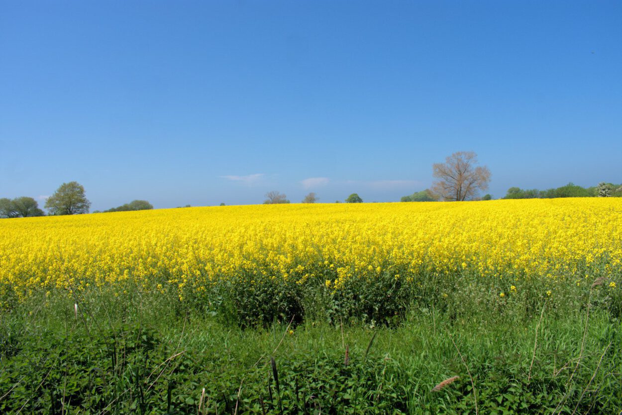 Ein Feld mit gelben Blumen.