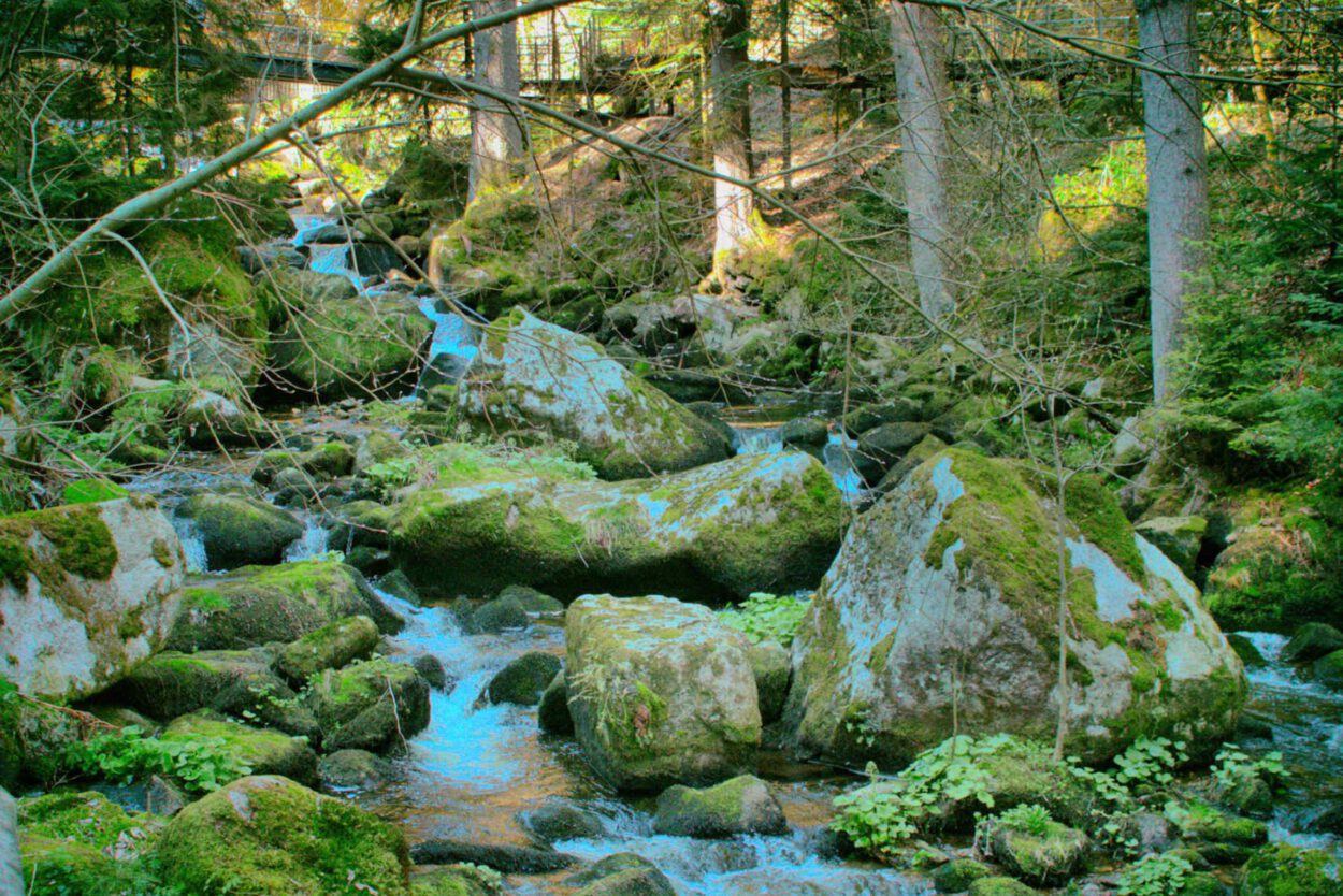 Ein Bach, der durch einen Wald fließt.