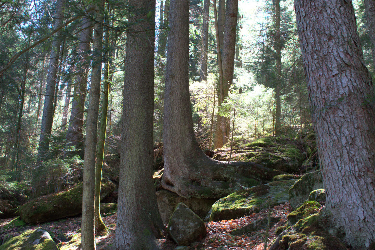 Eine Baumgruppe in einem Waldgebiet.