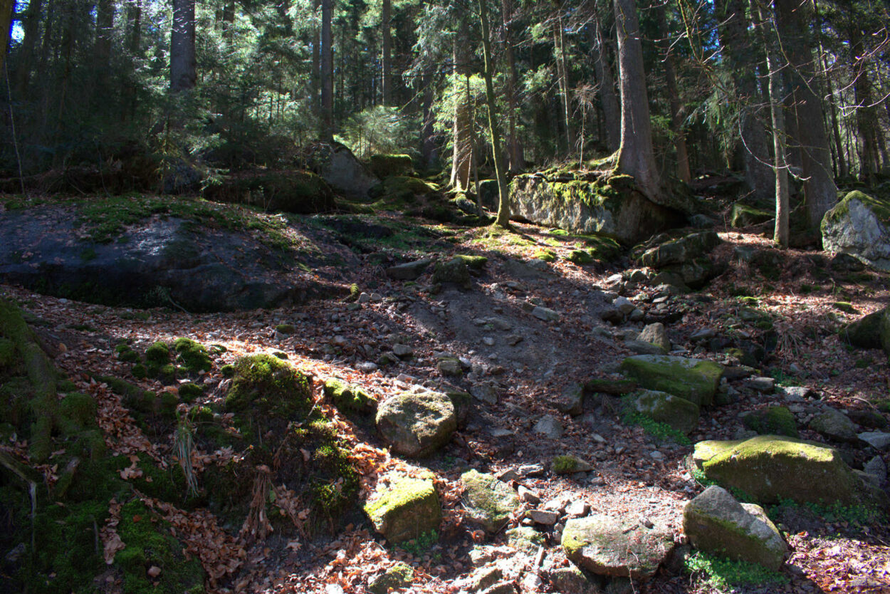Moosbedeckte Felsen in einem Waldgebiet.