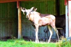 Ein Elch steht unter einem Schuppen.