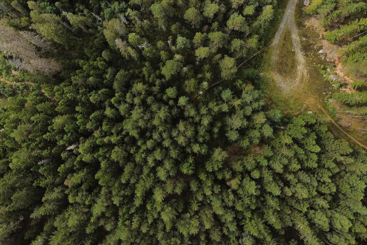 Eine Luftaufnahme einer Straße in einem Wald.