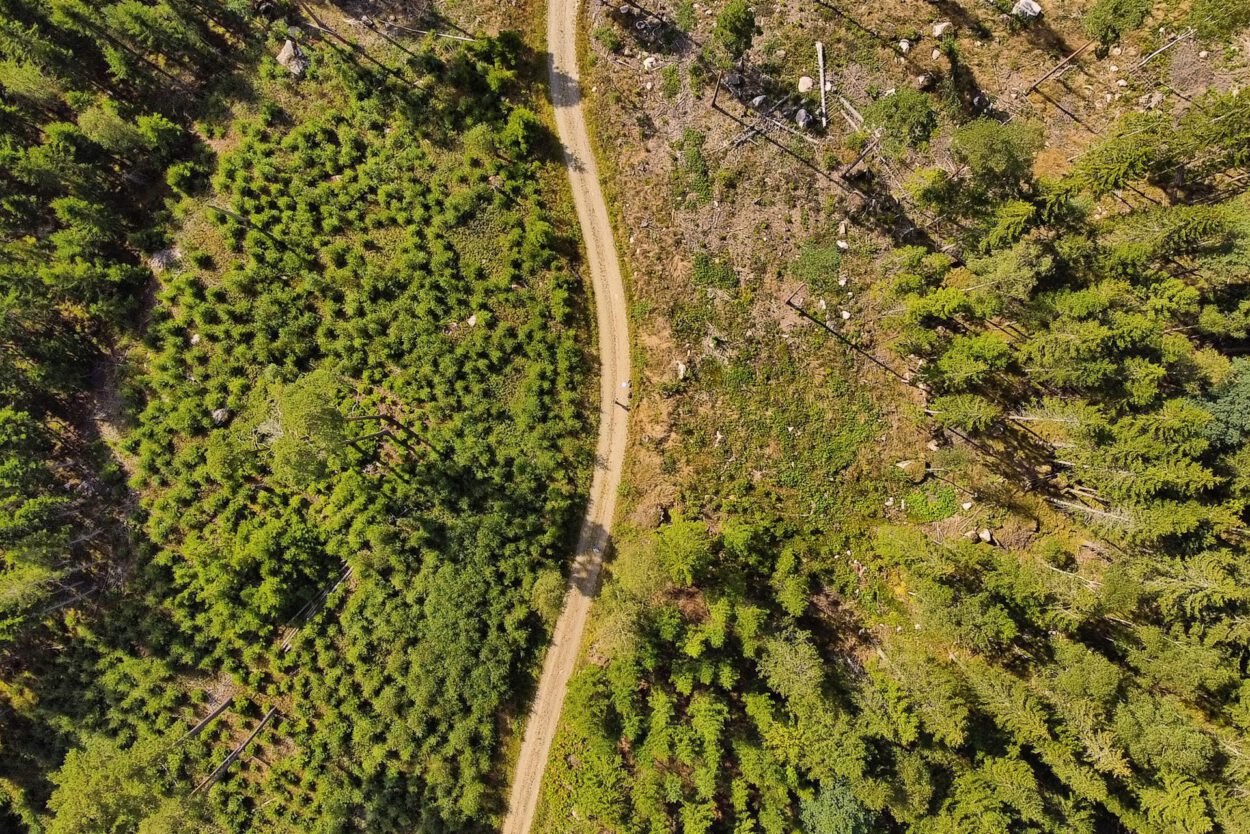 Eine Luftaufnahme einer unbefestigten Straße in einem Wald.