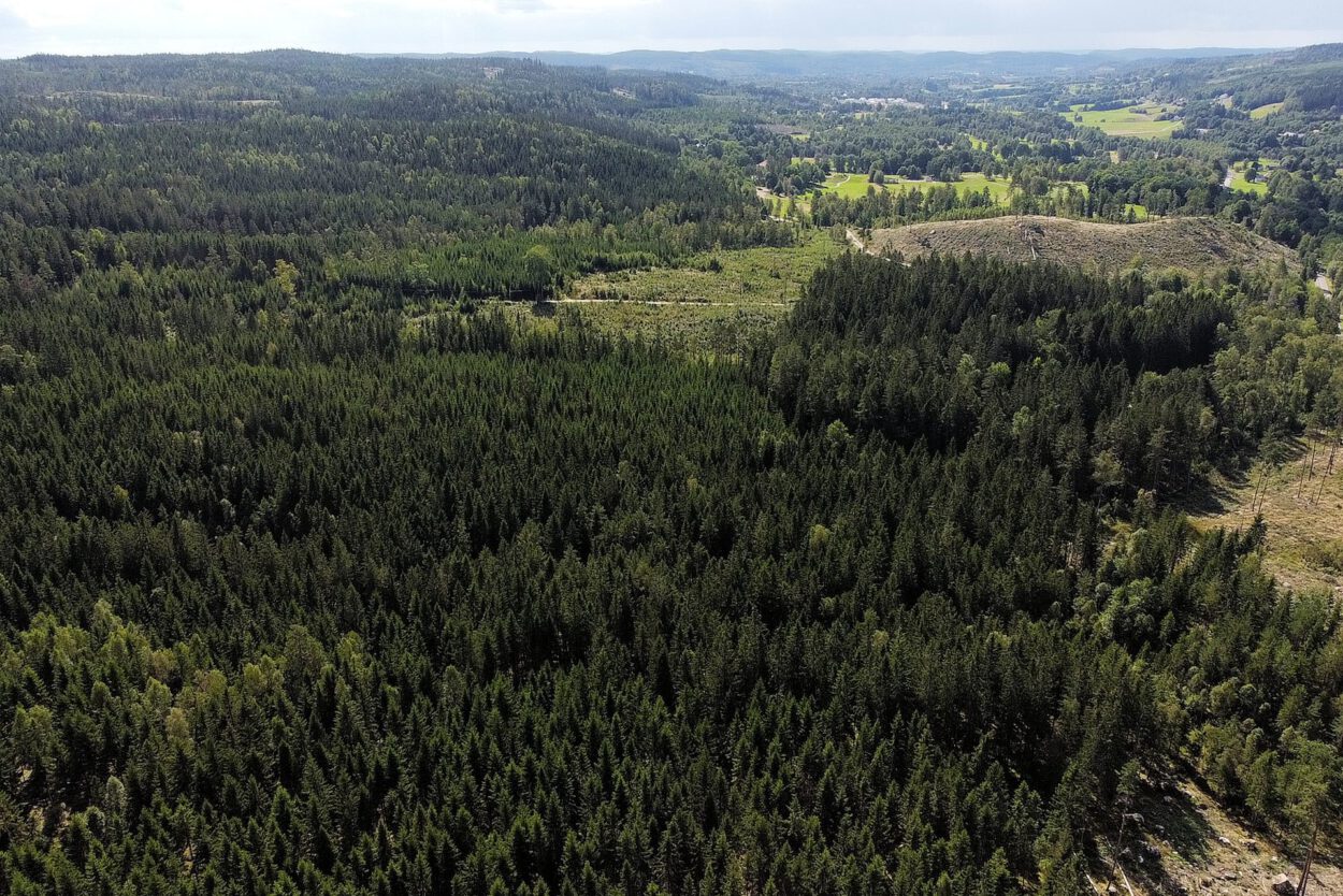 Eine Luftaufnahme eines Waldes und eines Tals.