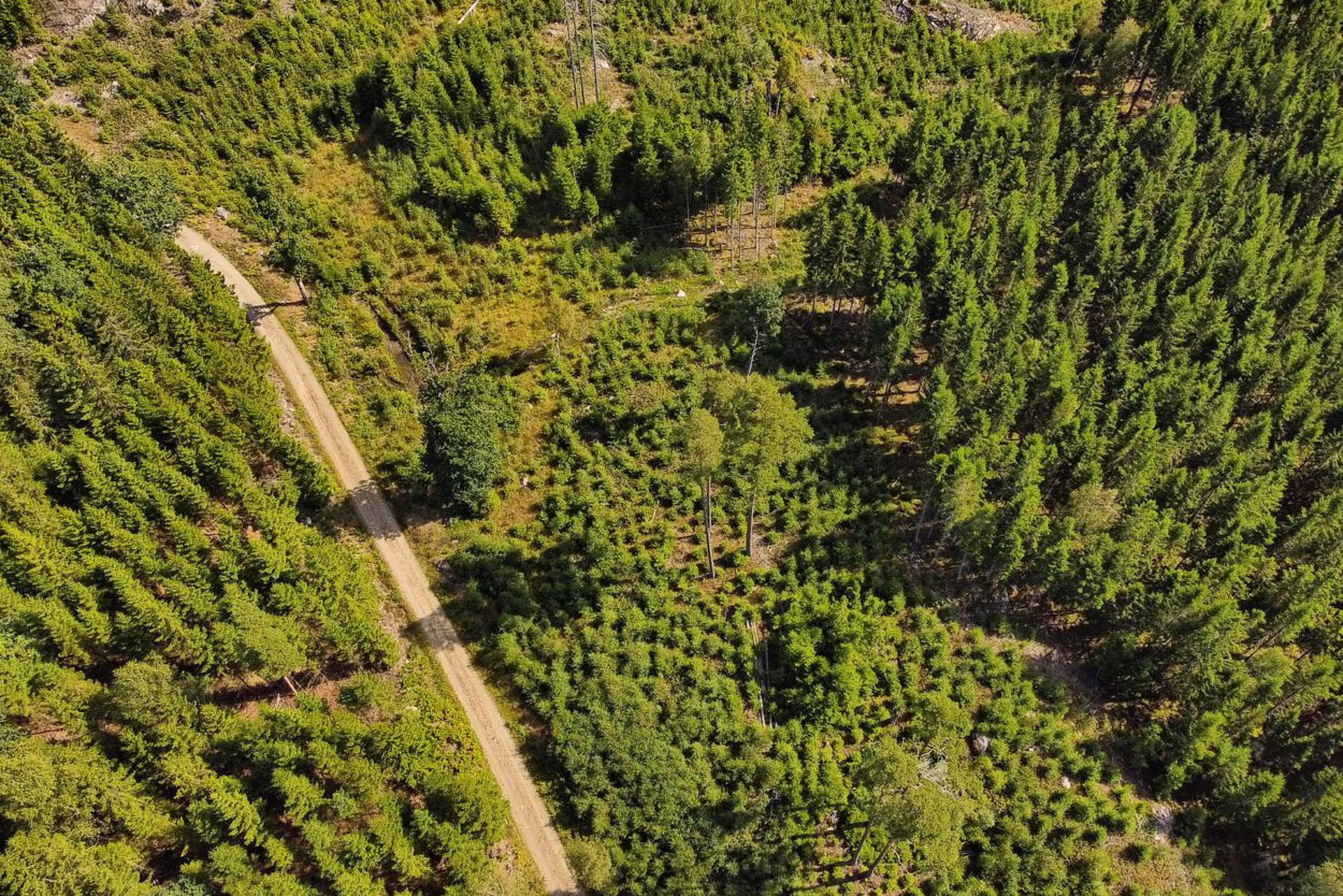Eine Luftaufnahme eines Waldes mit einer unbefestigten Straße.