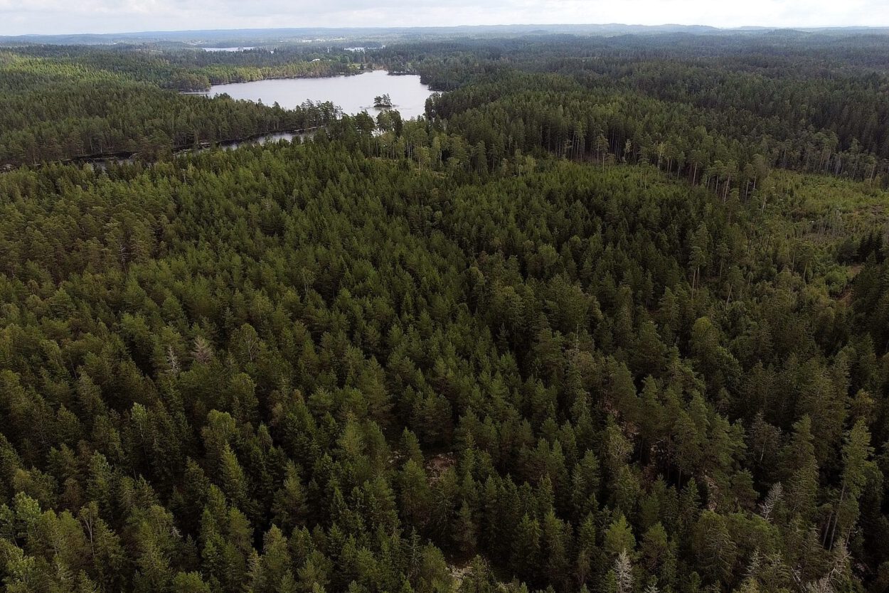 Eine Luftaufnahme eines Waldes und eines Sees.