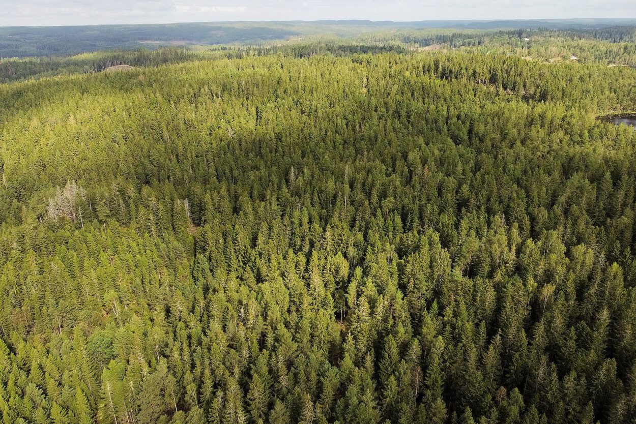 Eine Luftaufnahme eines Waldes.
