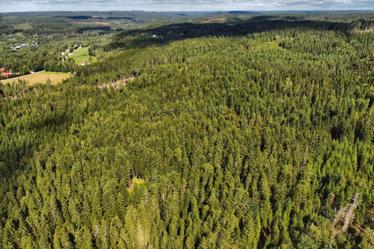 Eine Luftaufnahme eines Waldes in Finnland.