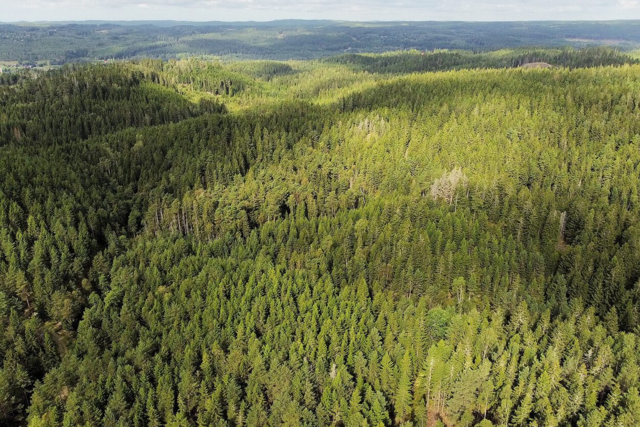 Eine Luftaufnahme eines Waldes.