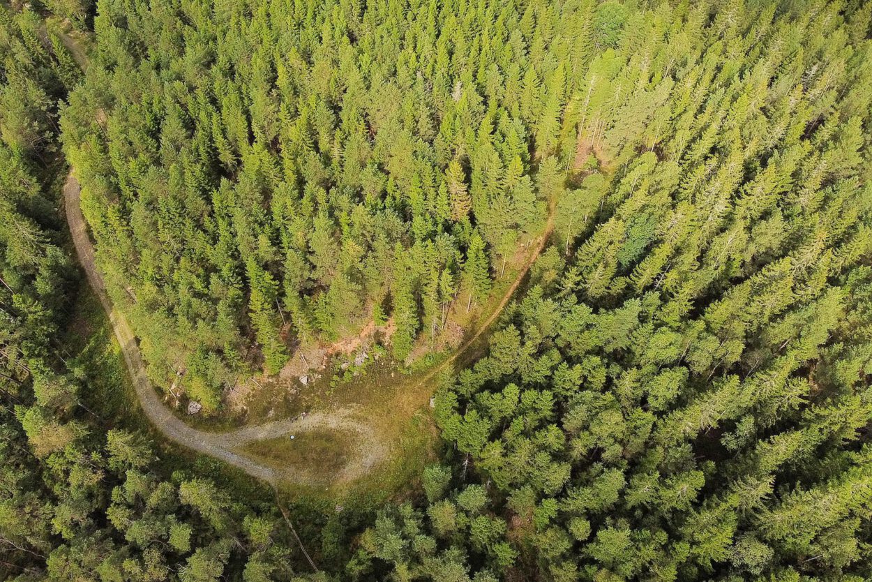 Eine Luftaufnahme einer Straße in einem Wald.