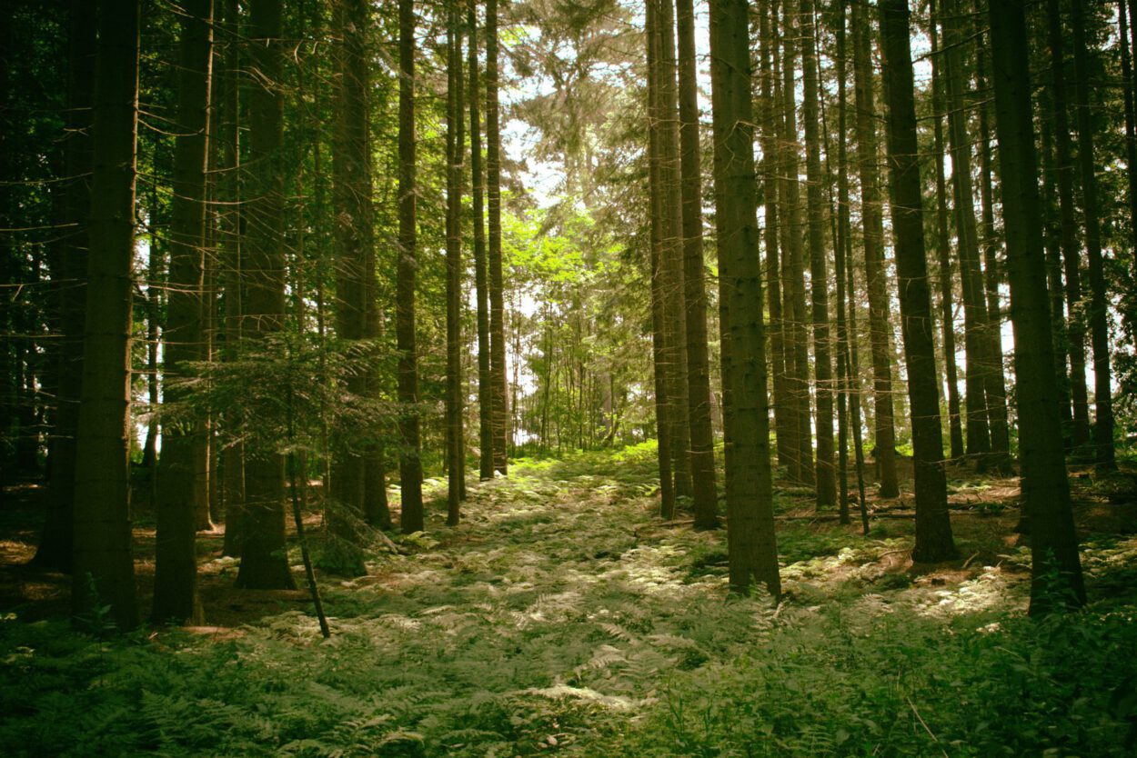 Ein Weg durch einen Wald mit vielen Bäumen.