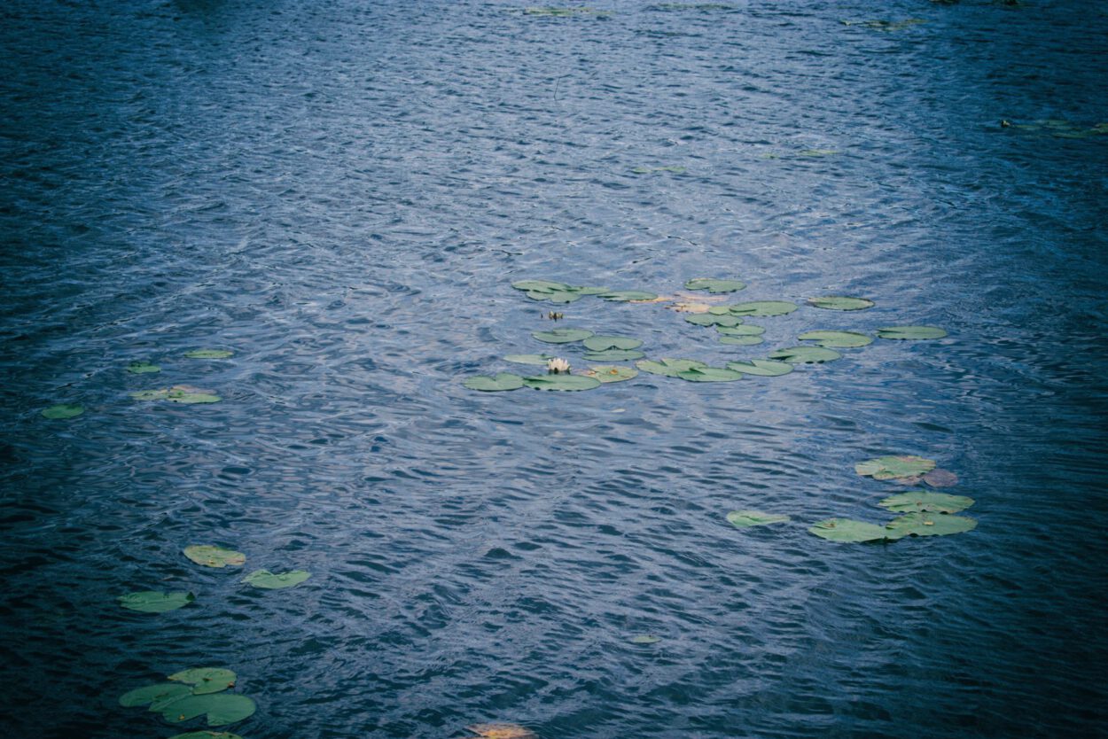 Ein Boot schwimmt in einem Gewässer mit Seerosenblättern.