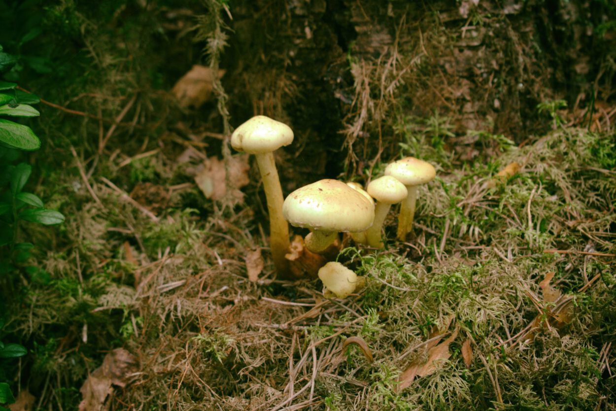 Eine Gruppe gelber Pilze wächst auf dem Boden.