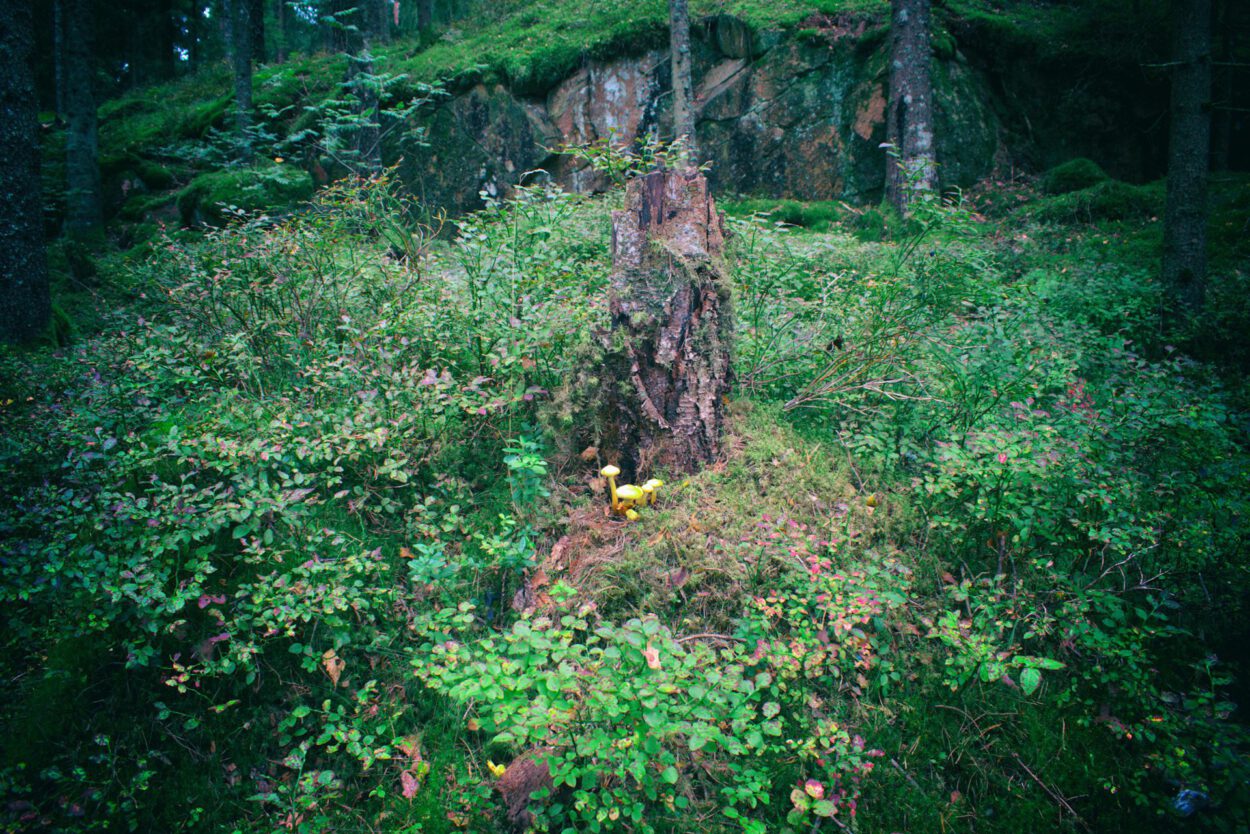 Ein Baumstumpf mitten im Wald.
