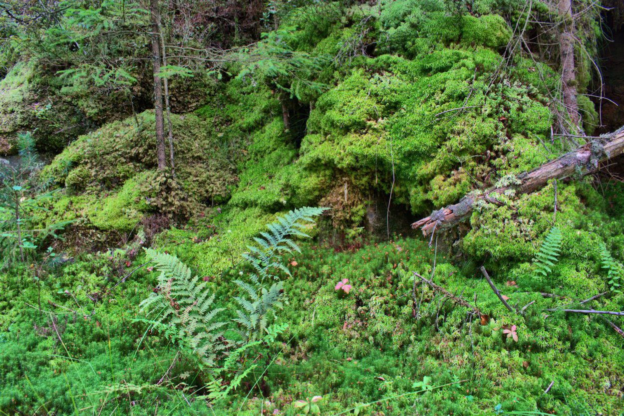 Moos wächst auf einem Felsen in einem Wald.