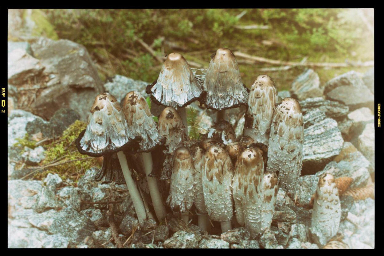 Eine Gruppe Pilze, die auf einem Felsen wachsen.