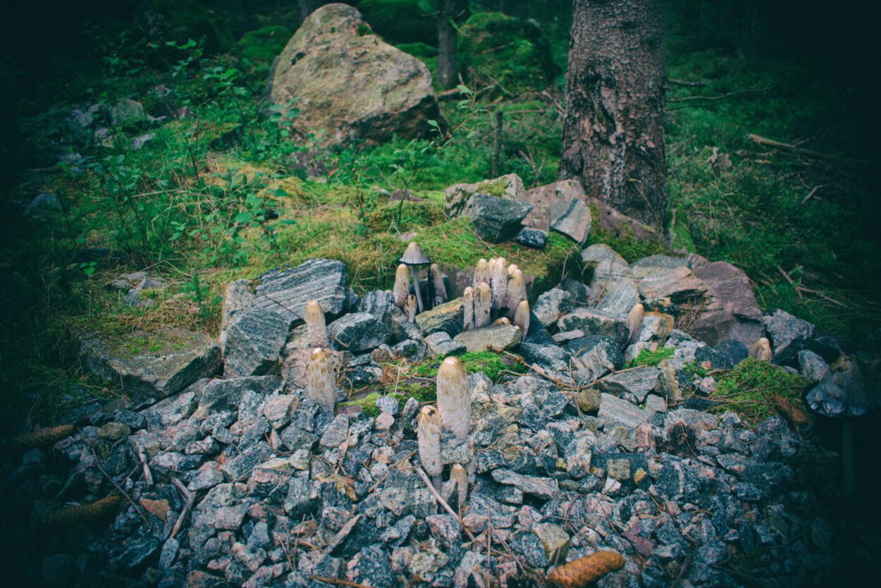Ein Haufen Steine und Steine im Wald.