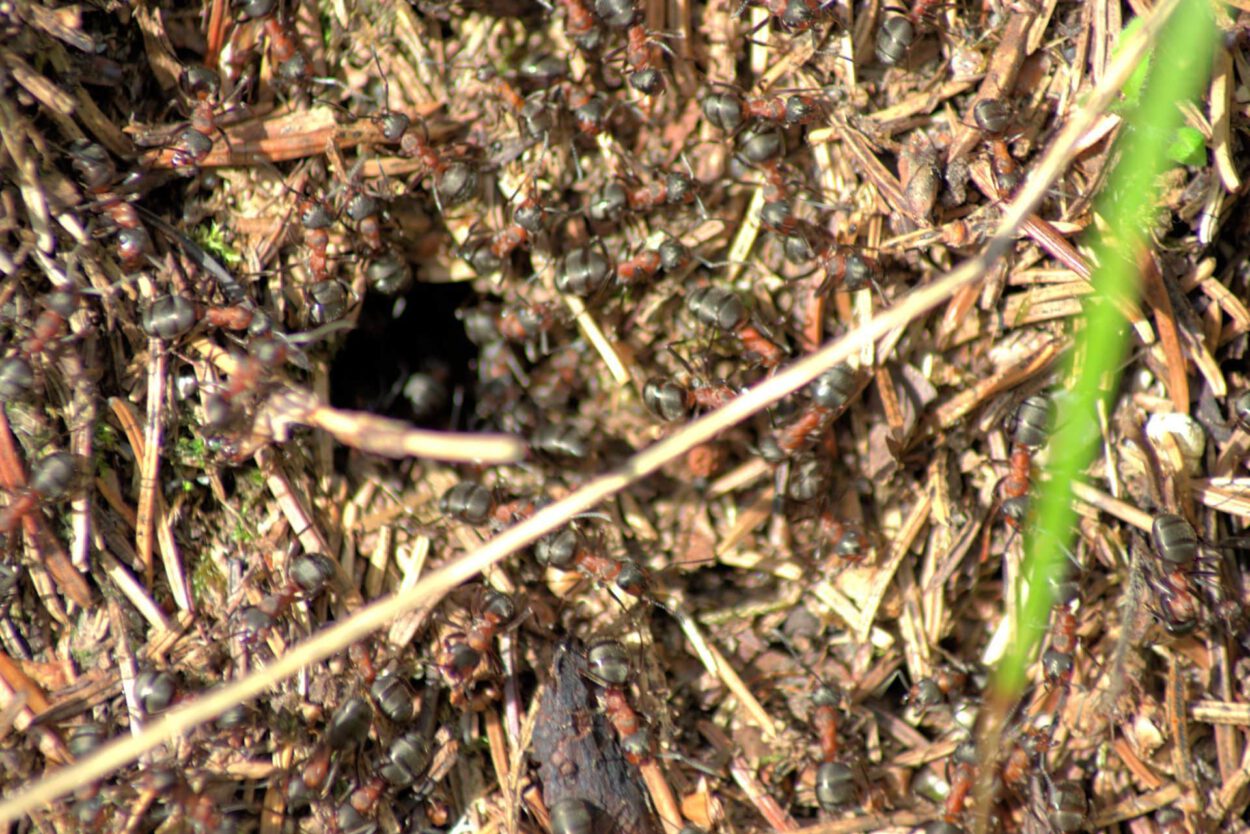 Eine Gruppe Ameisen in einem Nest.