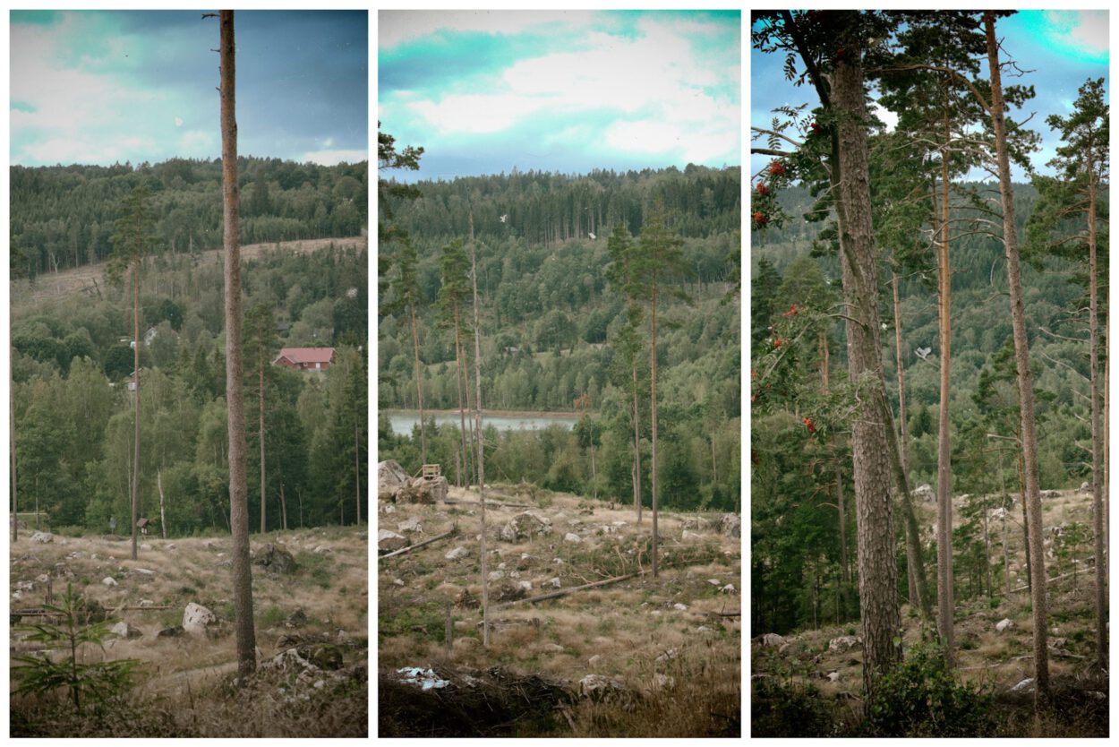 Eine Reihe von Fotos von Bäumen in einem Wald.