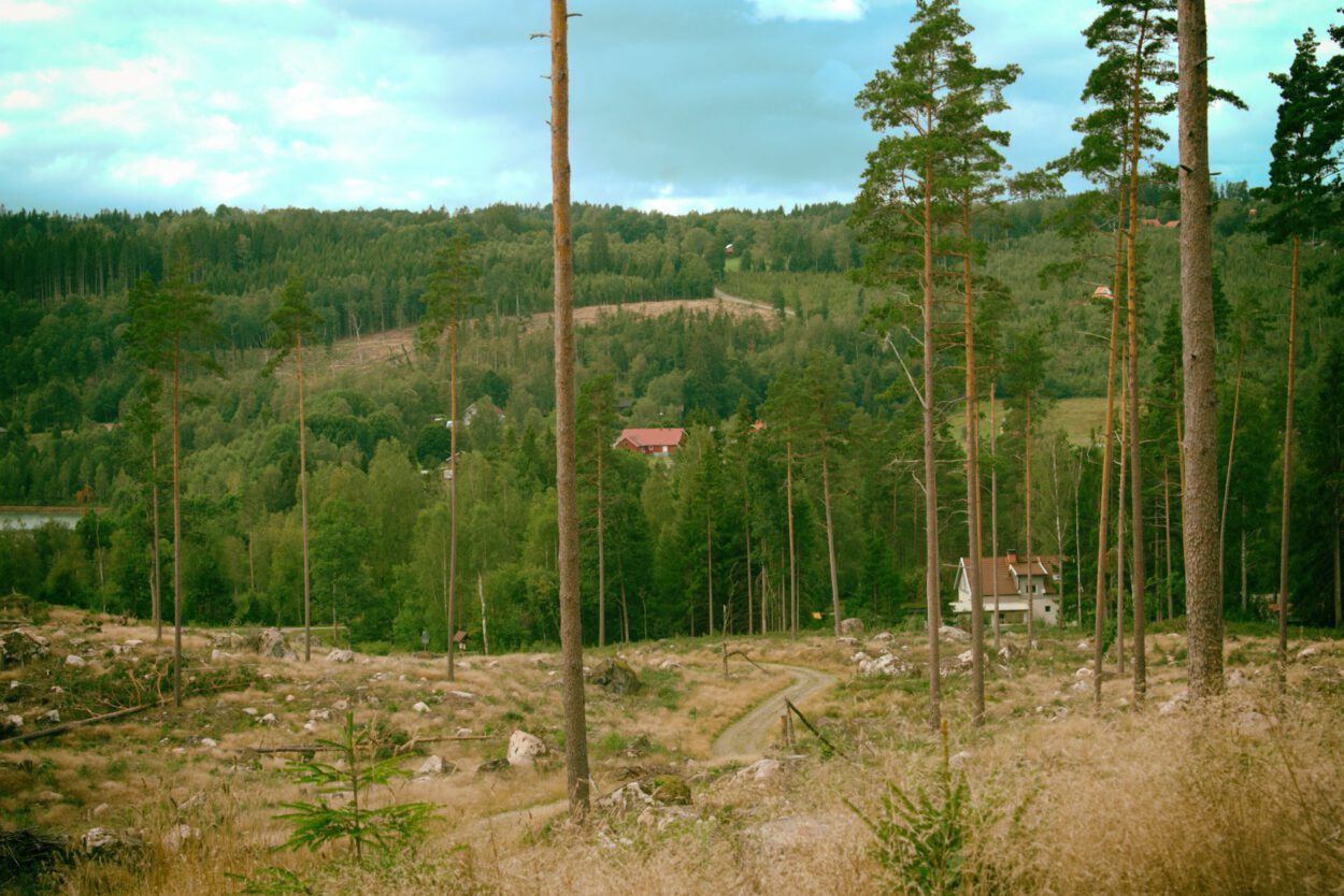 Eine Baumgruppe in einem Waldgebiet.