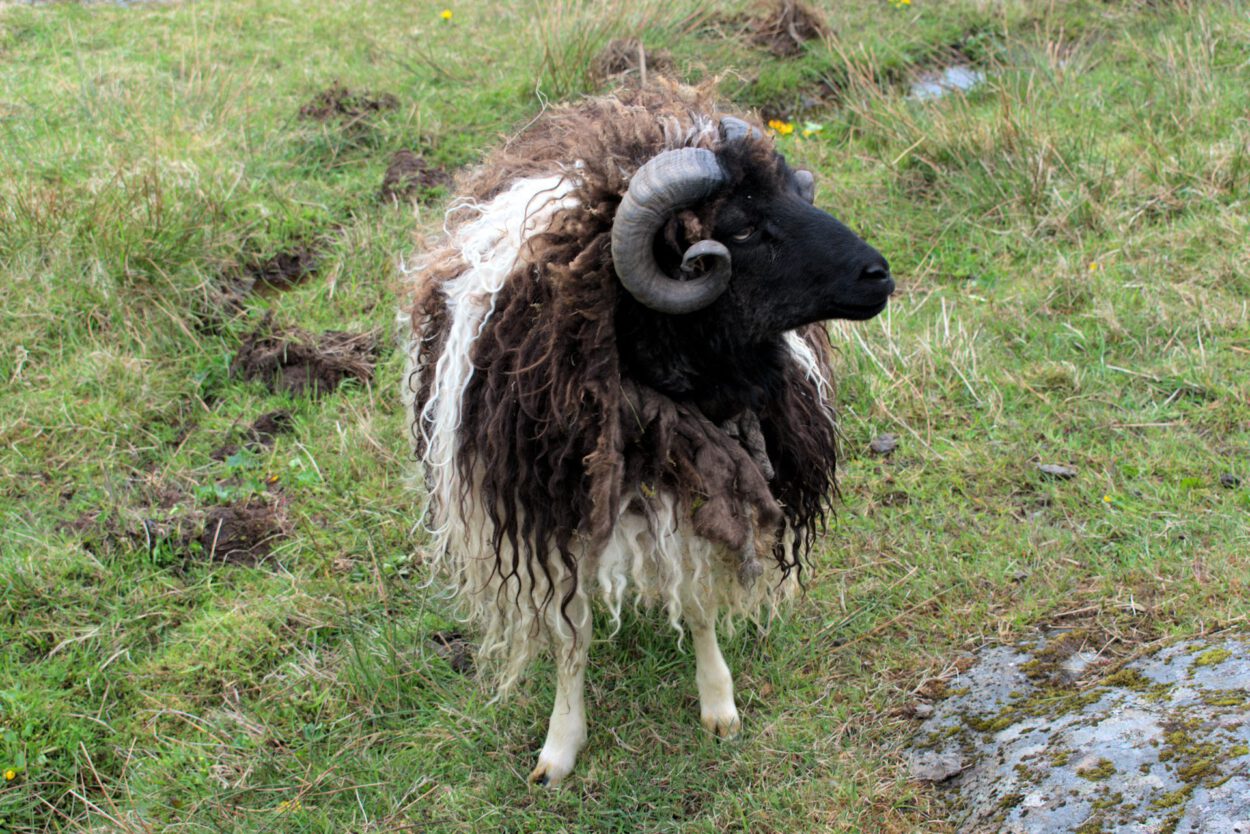 Ein Schaf mit langen Hörnern steht auf einer Wiese.