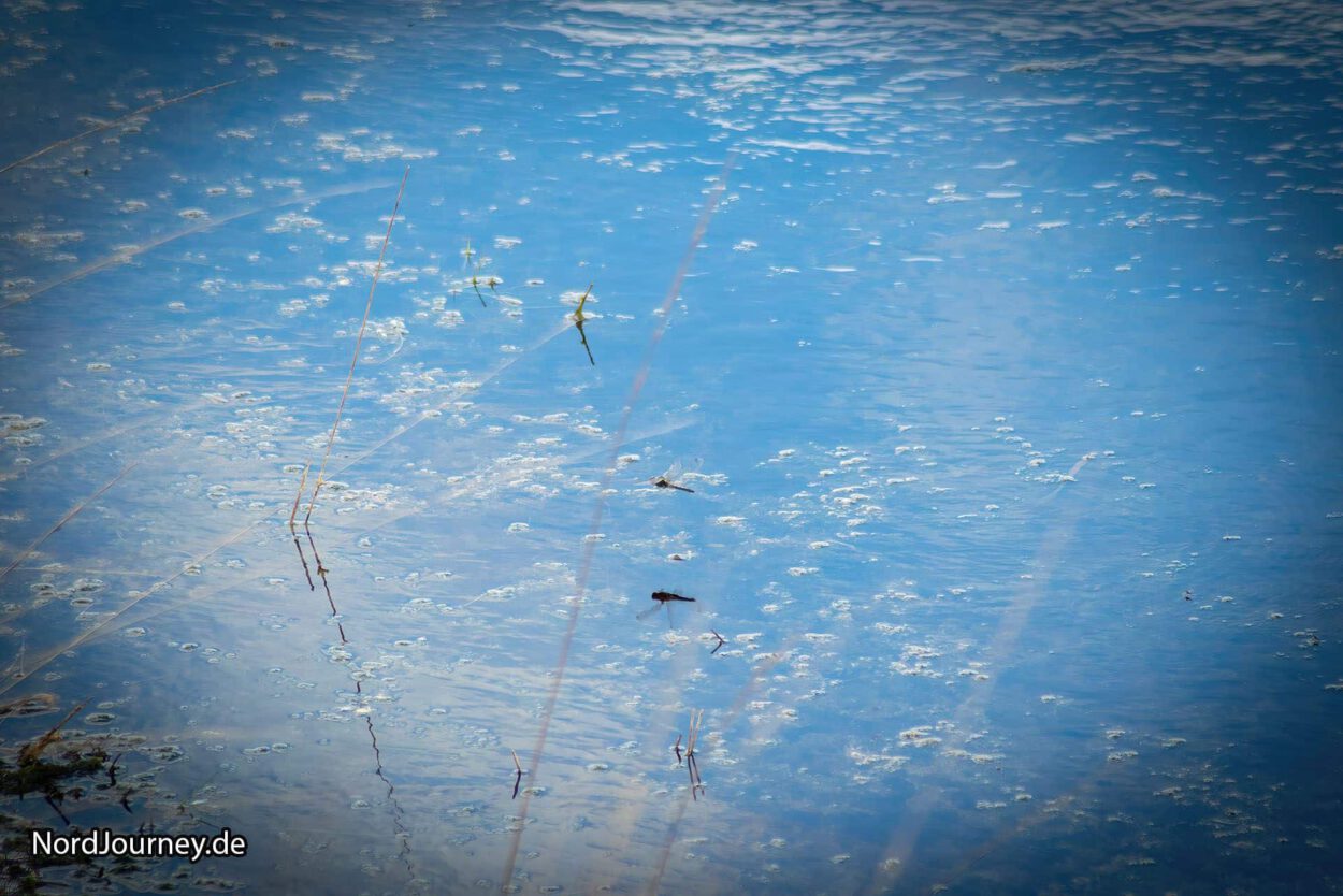 Libelle über dem See-watermarked