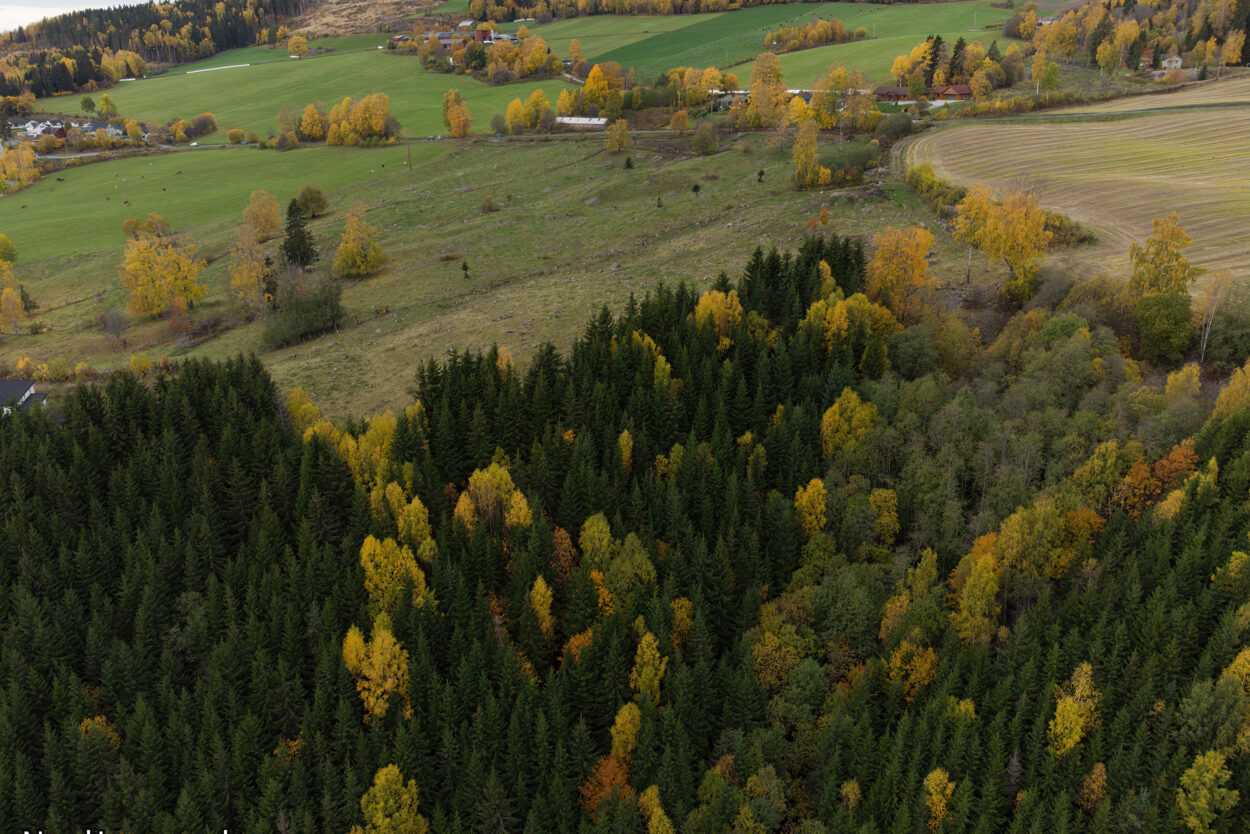 Eine Luftaufnahme eines Feldes mit Bäumen im Herbst.