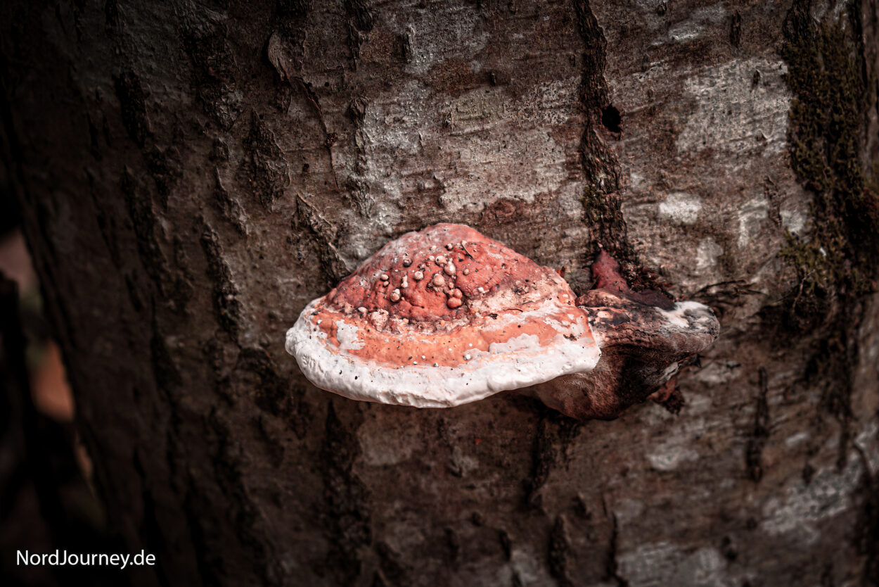 Pilz in Rot an einem Baumstamm