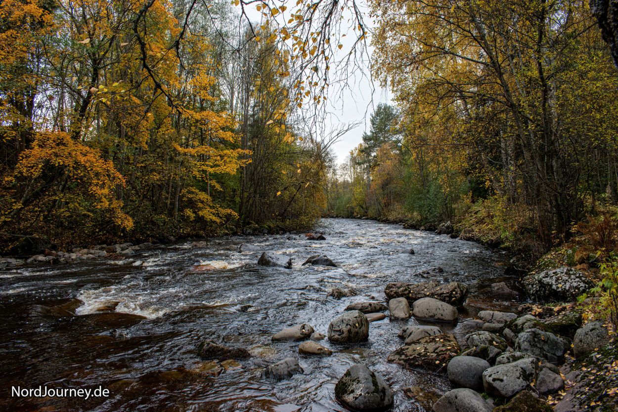 ein Fluss fließt durch einen Wald, es ist Herbst, die Blätter der Bäume haben einen herbstlichen Anstrich