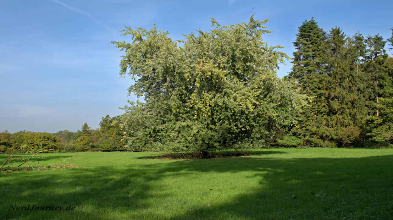 Ein großer Baum mitten auf einer grünen Wiese.