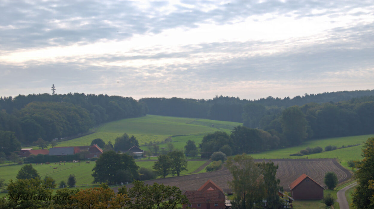 Eine grüne Wiese mit Bäumen im Hintergrund.