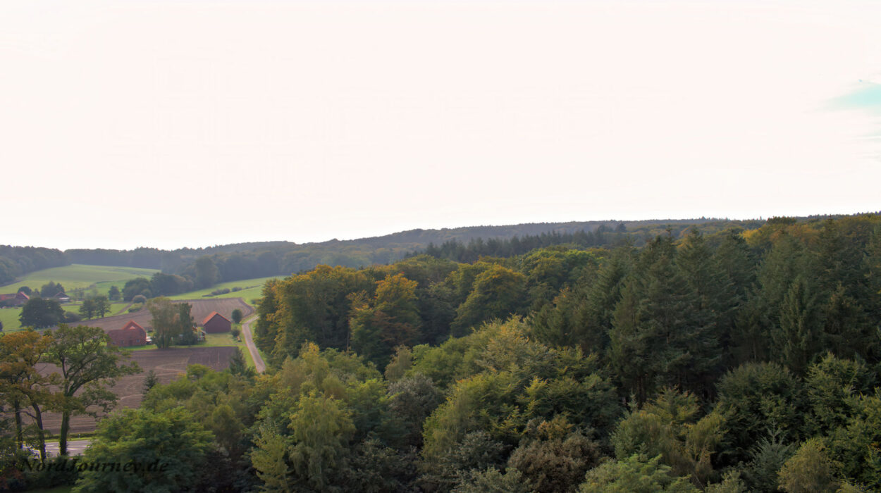 Eine Luftaufnahme eines Waldes.