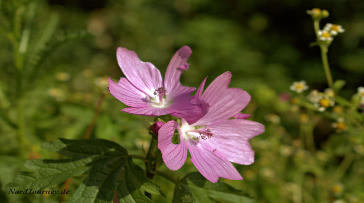 Eine rosa Blume inmitten einer grünen Wiese.